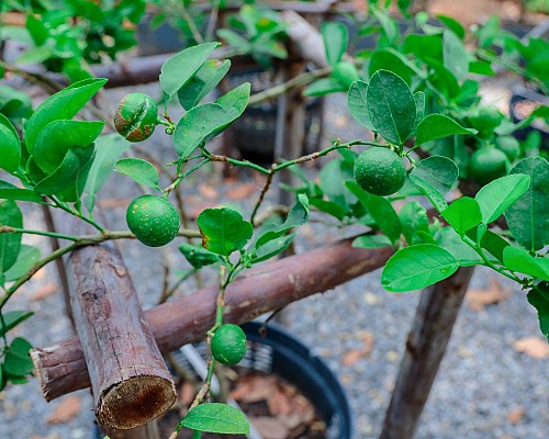 Chef's Garden