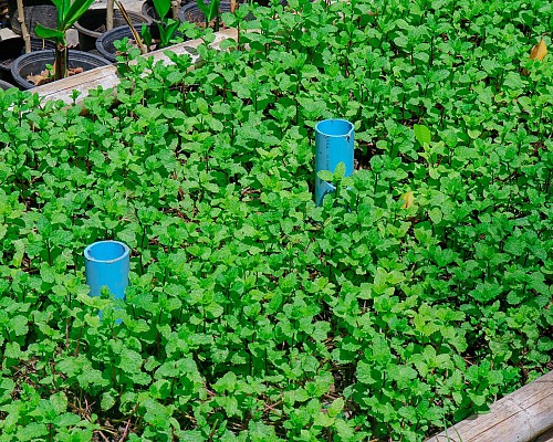 Chef's Garden