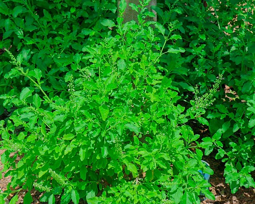 Chef's Garden